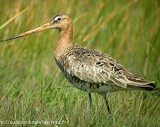 Black-tailed Godwit