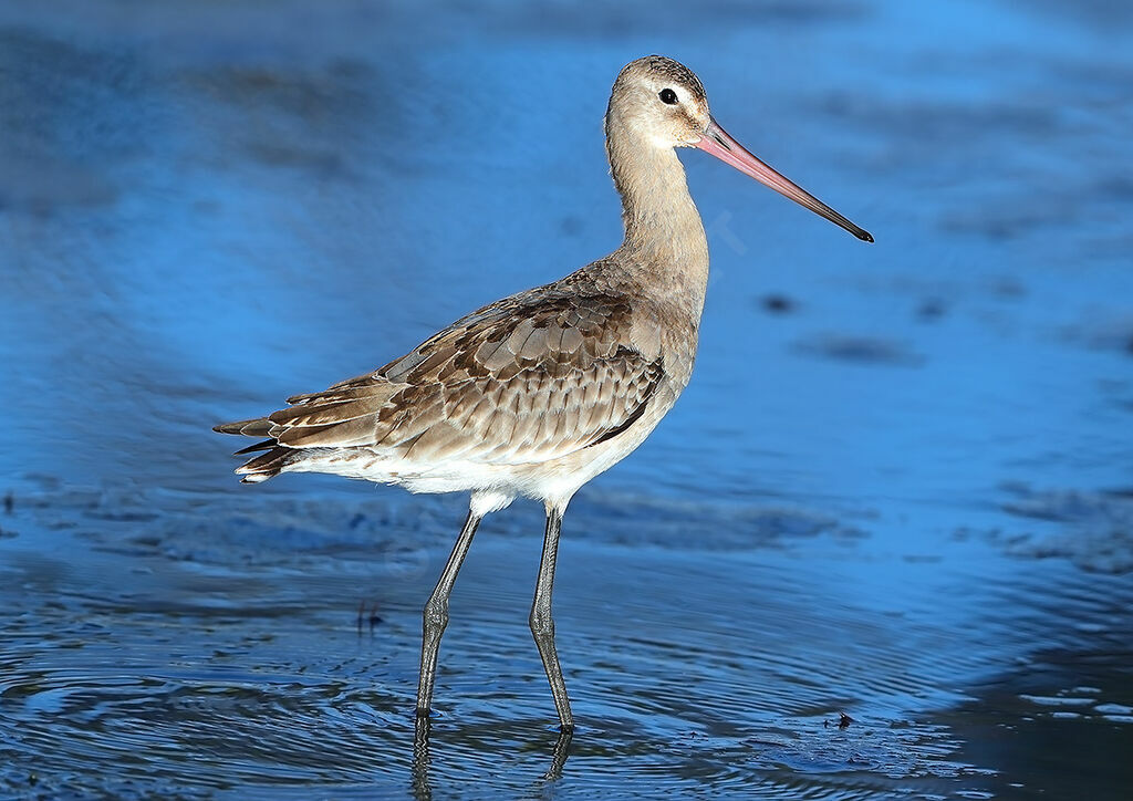 Black-tailed Godwit, identification