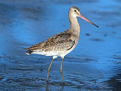 Black-tailed Godwit