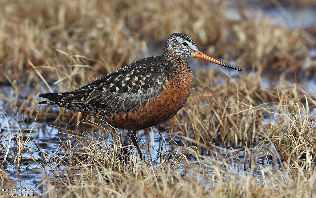 Hudsonian Godwit