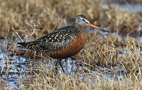 Hudsonian Godwit