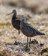 Hudsonian Godwit