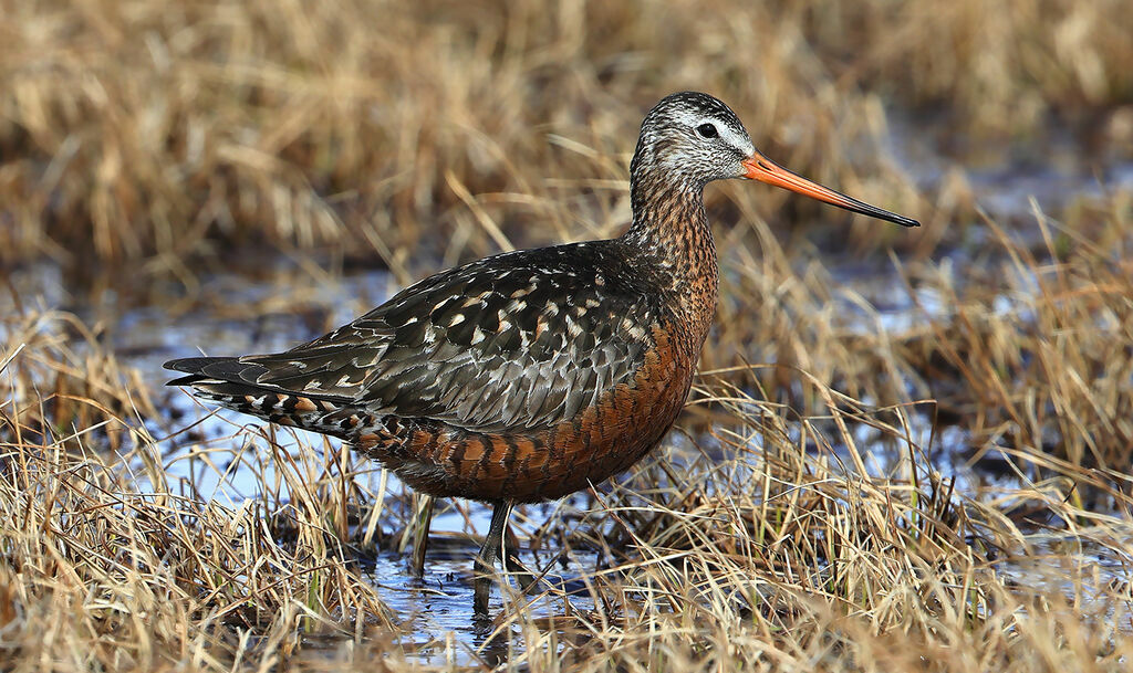 Hudsonian Godwitadult breeding, identification