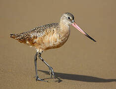 Marbled Godwit