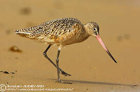 Marbled Godwit