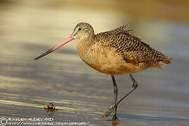 Marbled Godwit