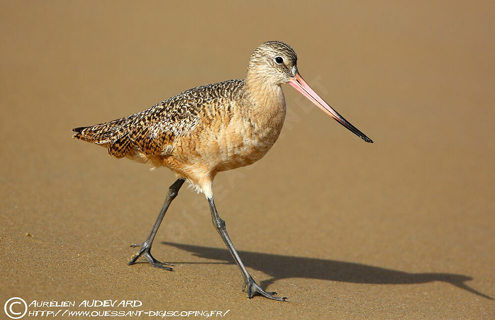 Marbled Godwit