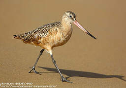 Marbled Godwit