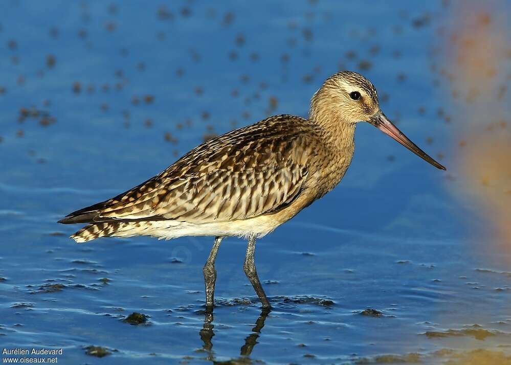 Bar-tailed Godwitjuvenile, identification