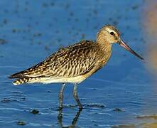 Bar-tailed Godwit