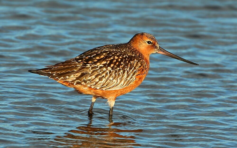 Bar-tailed Godwit male