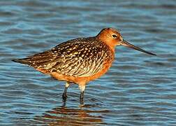 Bar-tailed Godwit