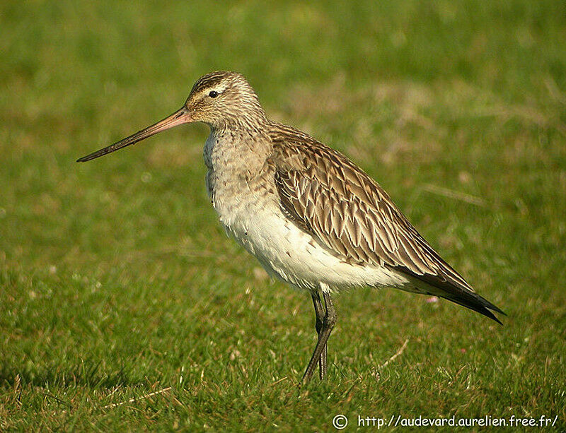 Bar-tailed Godwit