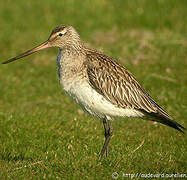 Bar-tailed Godwit