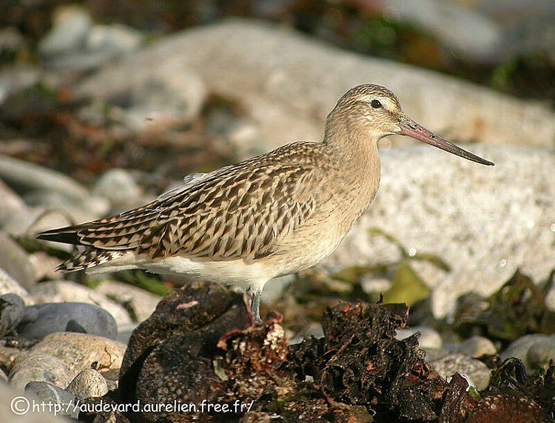 Bar-tailed Godwit