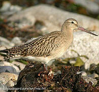 Bar-tailed Godwit