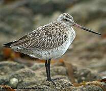 Bar-tailed Godwit