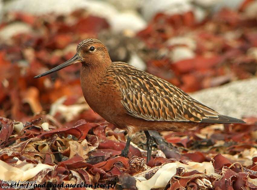 Bar-tailed Godwit male adult breeding, identification