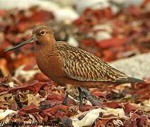 Bar-tailed Godwit