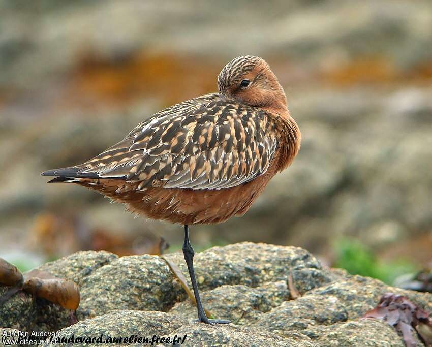 Bar-tailed Godwit male adult breeding, pigmentation, Behaviour