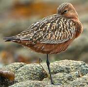 Bar-tailed Godwit