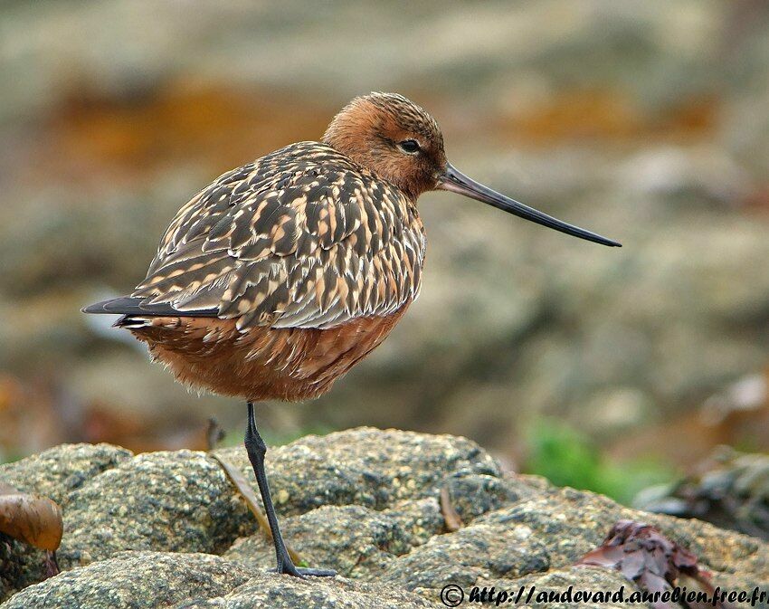 Bar-tailed Godwit male adult breeding