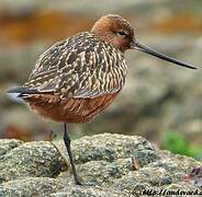 Bar-tailed Godwit