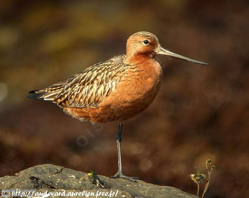 Bar-tailed Godwitadult breeding