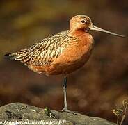 Bar-tailed Godwit