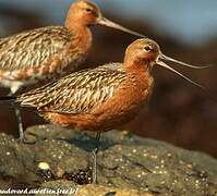 Bar-tailed Godwit