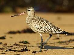 Bar-tailed Godwit