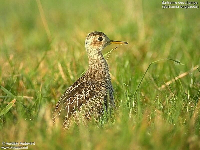 Upland Sandpiper