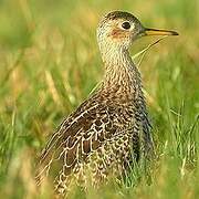 Upland Sandpiper