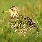 Upland Sandpiper