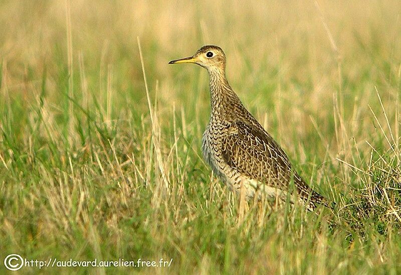 Upland Sandpiper