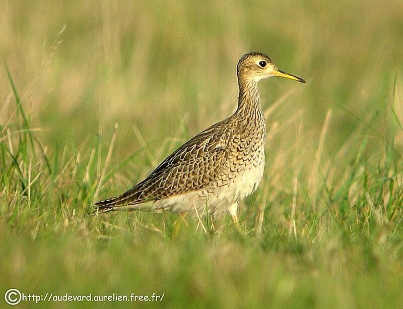 Upland Sandpiper