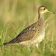 Upland Sandpiper