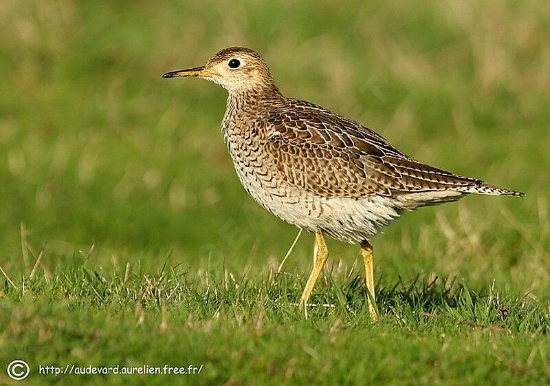 Upland Sandpiper