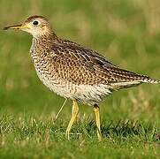 Upland Sandpiper