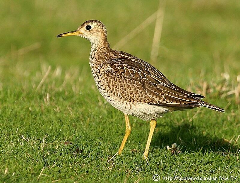 Upland Sandpiper