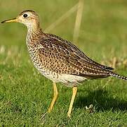 Upland Sandpiper