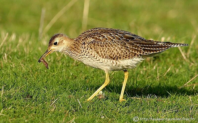 Upland Sandpiper