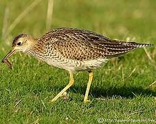 Upland Sandpiper