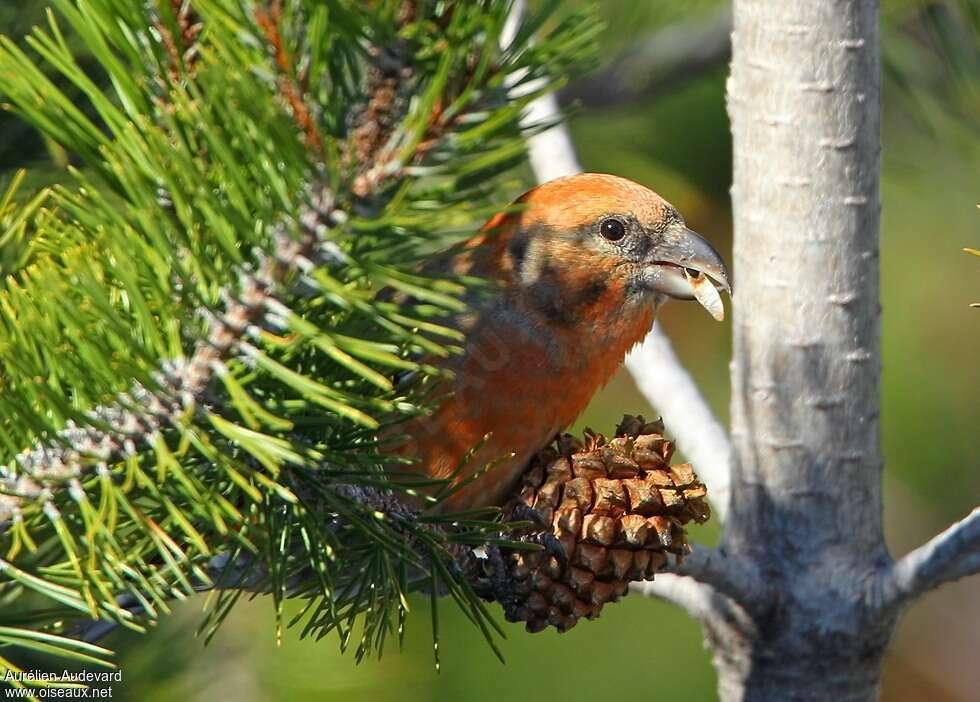 Bec-croisé des sapins mâle adulte, régime