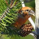 Bec-croisé des sapins