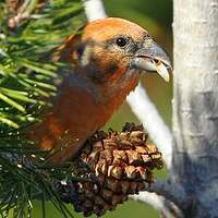 Bec-croisé des sapins