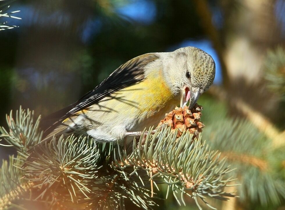 Red Crossbill