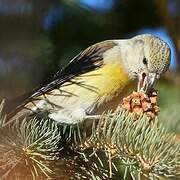 Red Crossbill