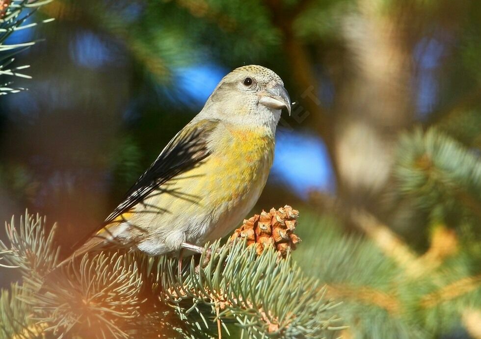 Red Crossbill female