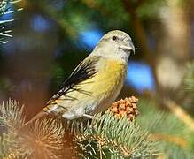 Red Crossbill